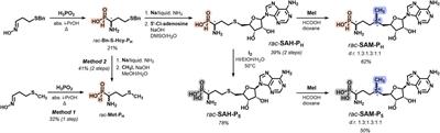 Organophosphorus S-adenosyl-L-methionine mimetics: synthesis, stability, and substrate properties